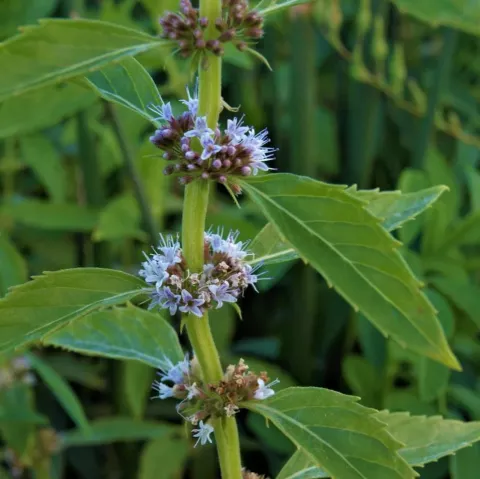 AKKERMUNT Mentha arvensis