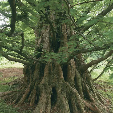 Metasequoia glyptostroboides