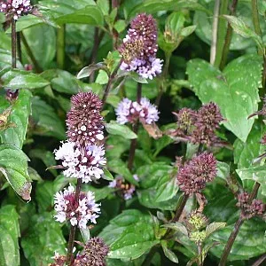 CHOCOLADEMUNT Mentha piperita f. citr. 'Chocolate'