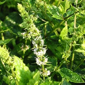 MUNT MAROKKAANSE Mentha spicata 'Moroccan'
