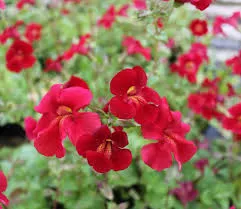 Mimulus 'Bonfire Red'