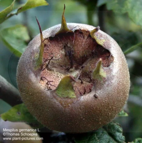 Mespilus germanica