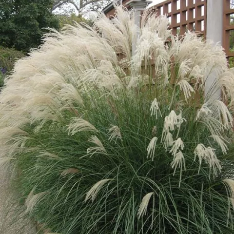 Miscanthus sin. 'Yaku Jima'