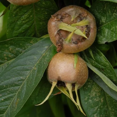 Mespilus germ. 'WESTERVELD'