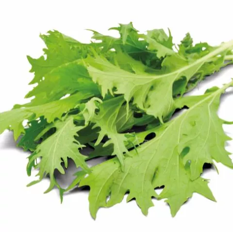 JAPANSE MOSTERDSLA  Mizuna