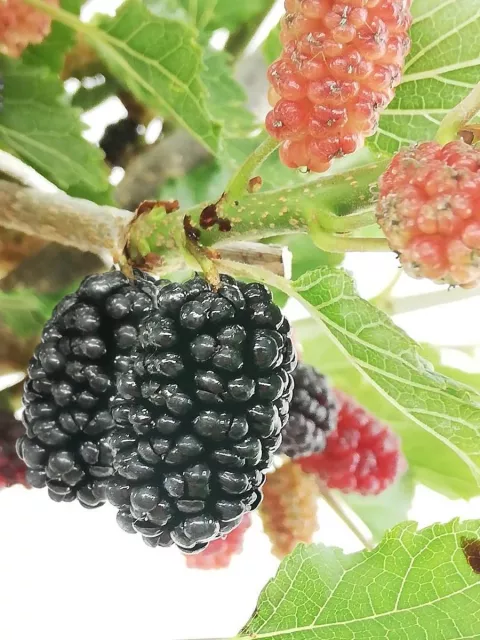 Moerbei 'MOJO BERRY'