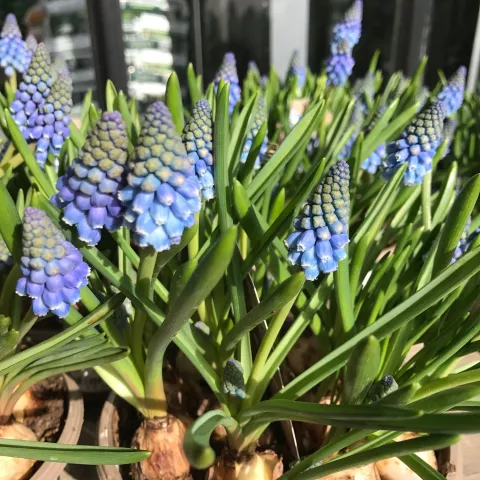 Muscari BLAUW