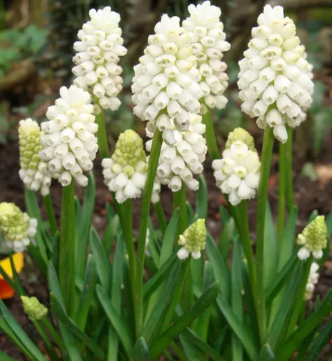 Muscari WIT