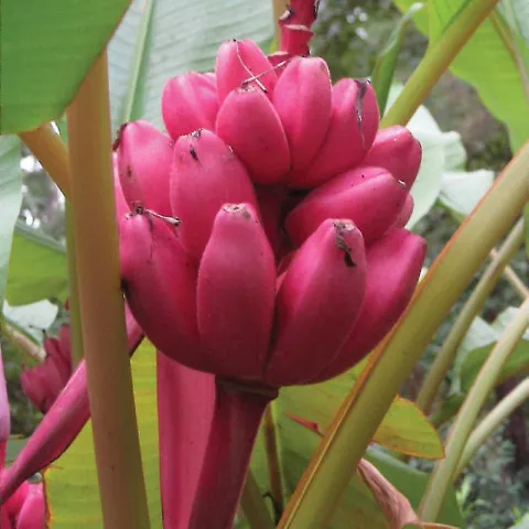 Musa velutina BANAAN