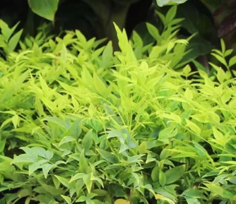 Nandina domestica 'Lemon and Lime'®
