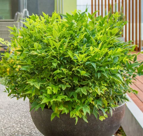 Nandina domestica 'Magical Lemon and Lime'®