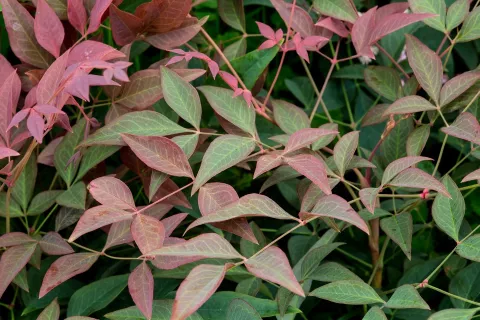 Nandina domestica 'Obsessed'®