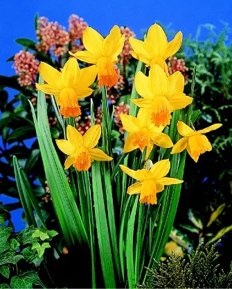 Narcis 'JET-FIRE'