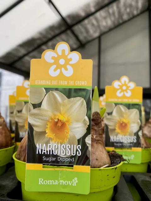 Narcis Sugar Dipped