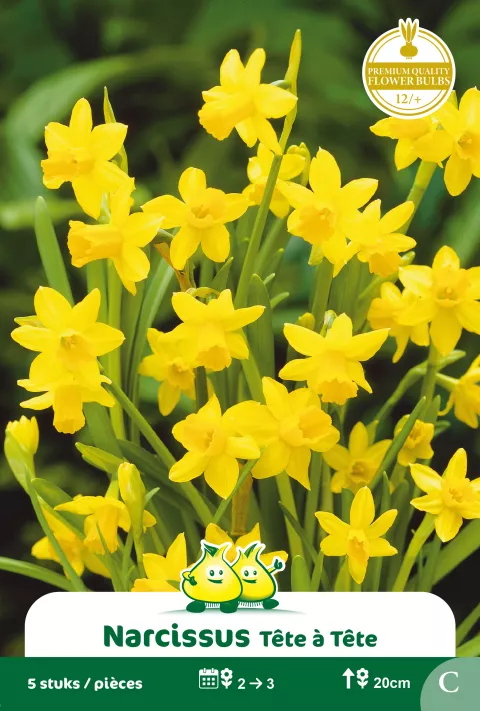 Narcis 'TETE A TETE'