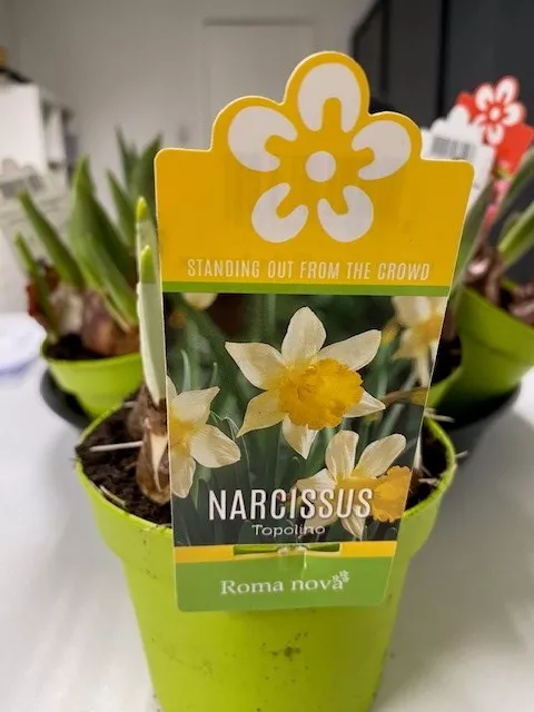 Narcis 'Topolino'