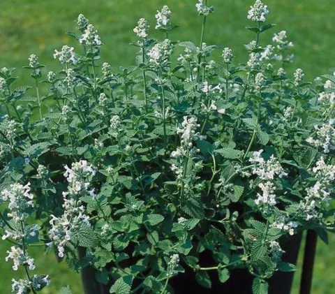 Nepeta faassenii 'Snowflake'