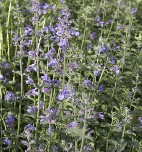 Nepeta faassenii 'Walkers Low'