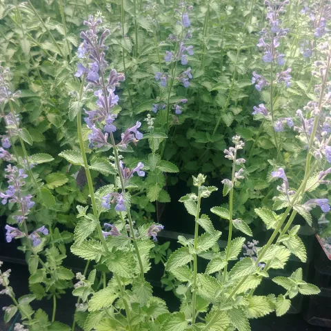 Nepeta faassenii 'Walkers Low'