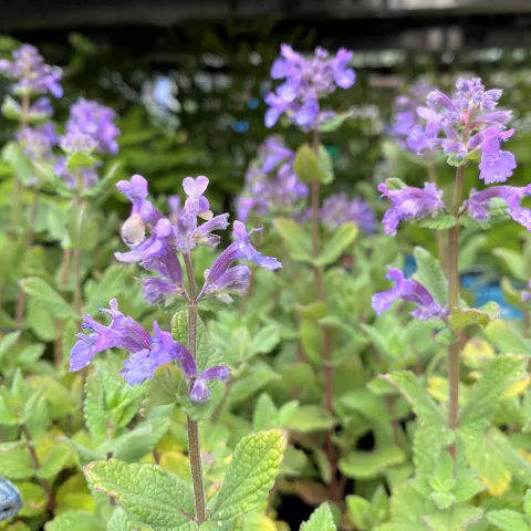 Nepeta grand. 'Summer Magic'