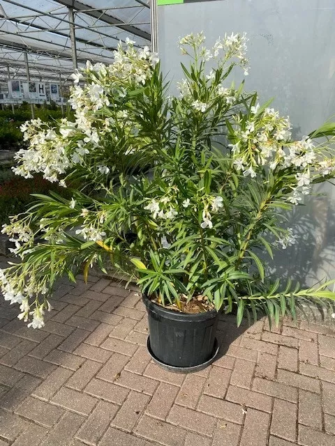 Nerium oleander