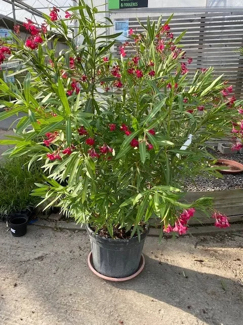 Nerium oleander