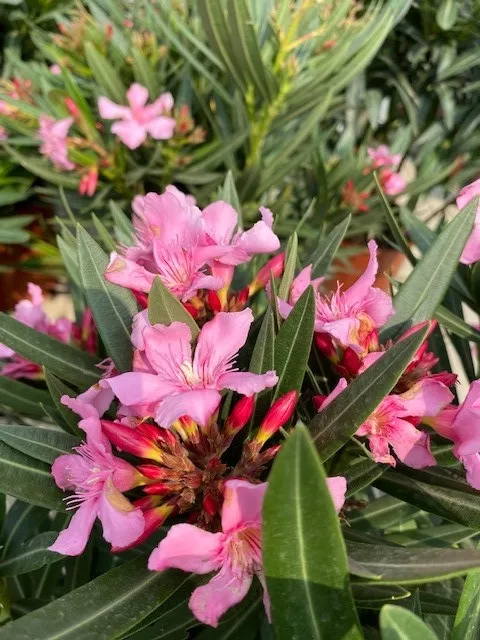 Nerium oleander