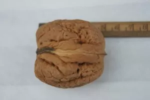 Veredelde Noot 'AXEL'