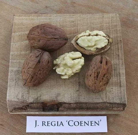 Veredelde Noot 'COENEN'