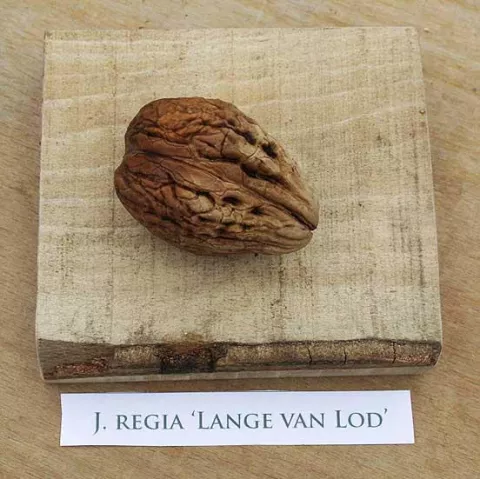 Veredelde Noot 'LANGE VAN LOD'