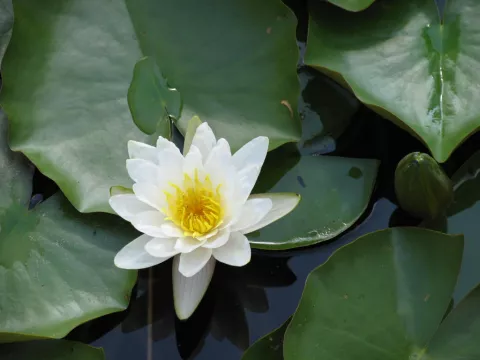 Nymphaea alba