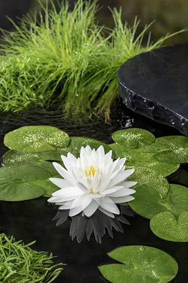Nymphaea 'Gonnere'