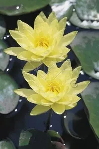 Nymphaea 'Joey Tomocik'