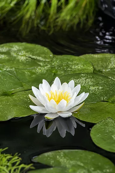 Nymphaea 'Marliacea Albida'