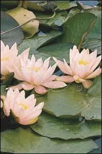 Nymphaea 'Marliacea Carnea'