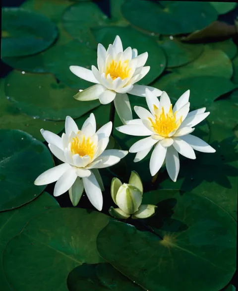 Nymphaea 'Odorata Alba'