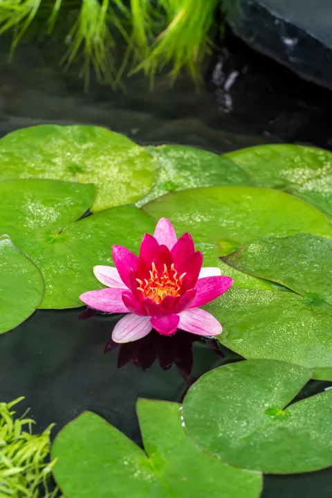 Nymphaea 'Pygmaea Rubra'