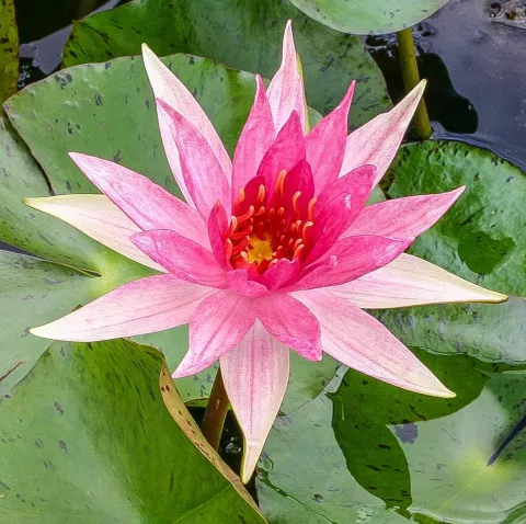 Nymphaea 'Red Spider'