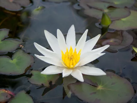 Nymphaea 'Tetragona'