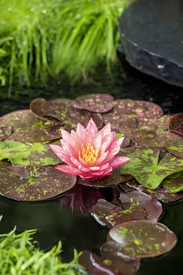 Nymphaea 'Wanvisa'
