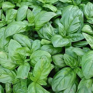 BASILICUM Ocimum Basilicum