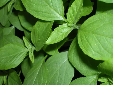 BASILICUM THAISE Ocimum Basilicum Horapha