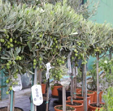 Olea europaea