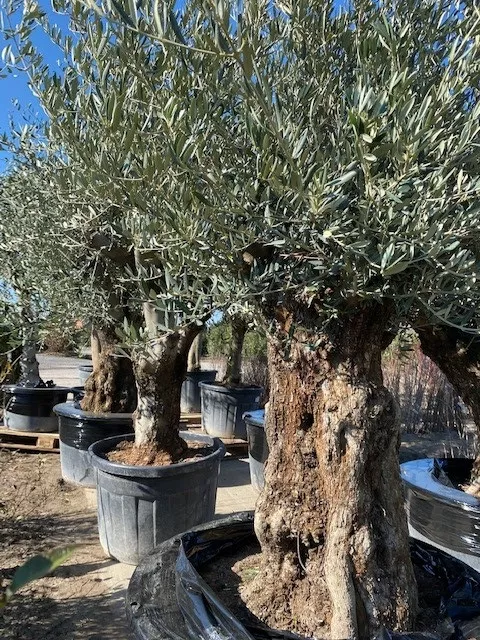 Olea europaea