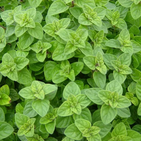 OREGANO GRIEKSE Origanum vulgare 'Hirtum'