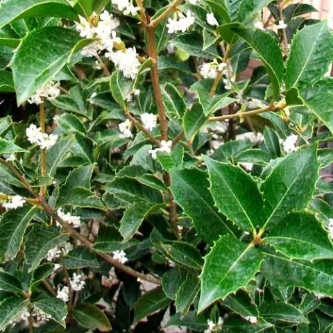 Osmanthus aquifolium