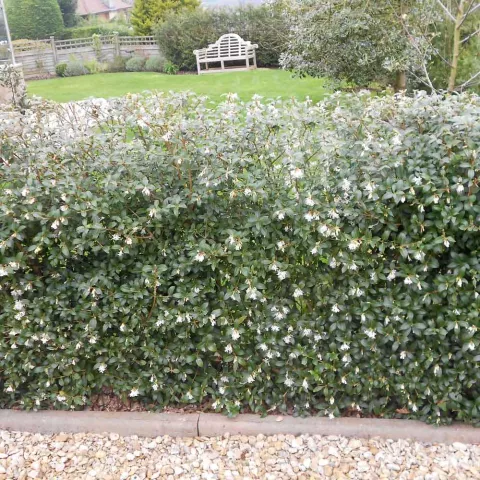 Osmanthus burkwoodii