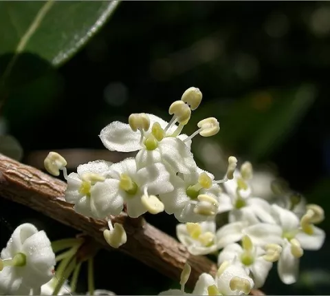 Osmanthus heterophyllus