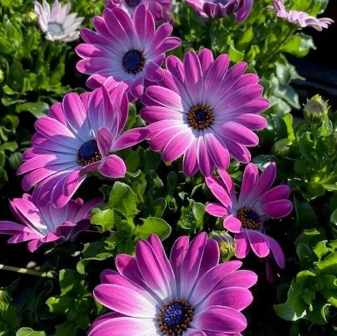 Osteospermum 'Passion Mix'