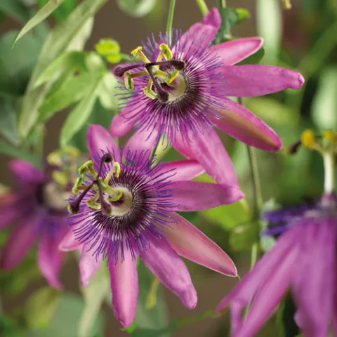 Passiflora 'Amethyst'